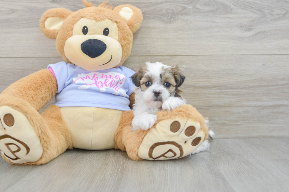 5 week old Teddy Bear Puppy For Sale - Simply Southern Pups