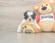 8 week old Teddy Bear Puppy For Sale - Simply Southern Pups