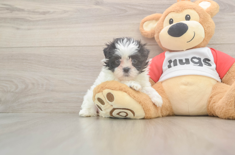 6 week old Teddy Bear Puppy For Sale - Simply Southern Pups