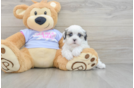 Funny Teddy Bear Designer Pup