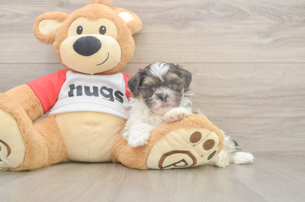 6 week old Teddy Bear Puppy For Sale - Simply Southern Pups