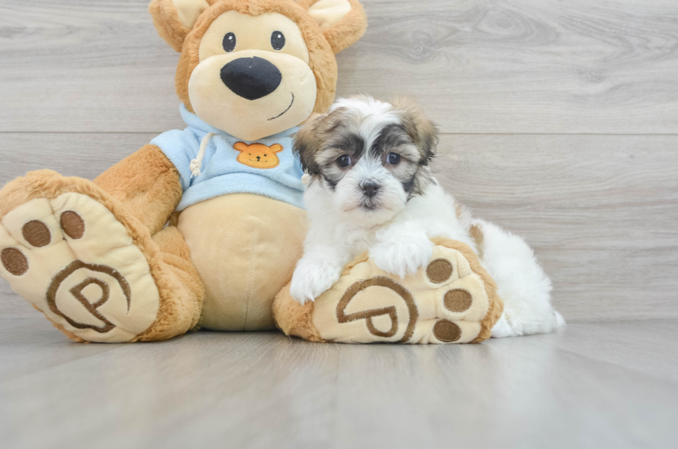 9 week old Teddy Bear Puppy For Sale - Simply Southern Pups