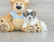 8 week old Teddy Bear Puppy For Sale - Simply Southern Pups