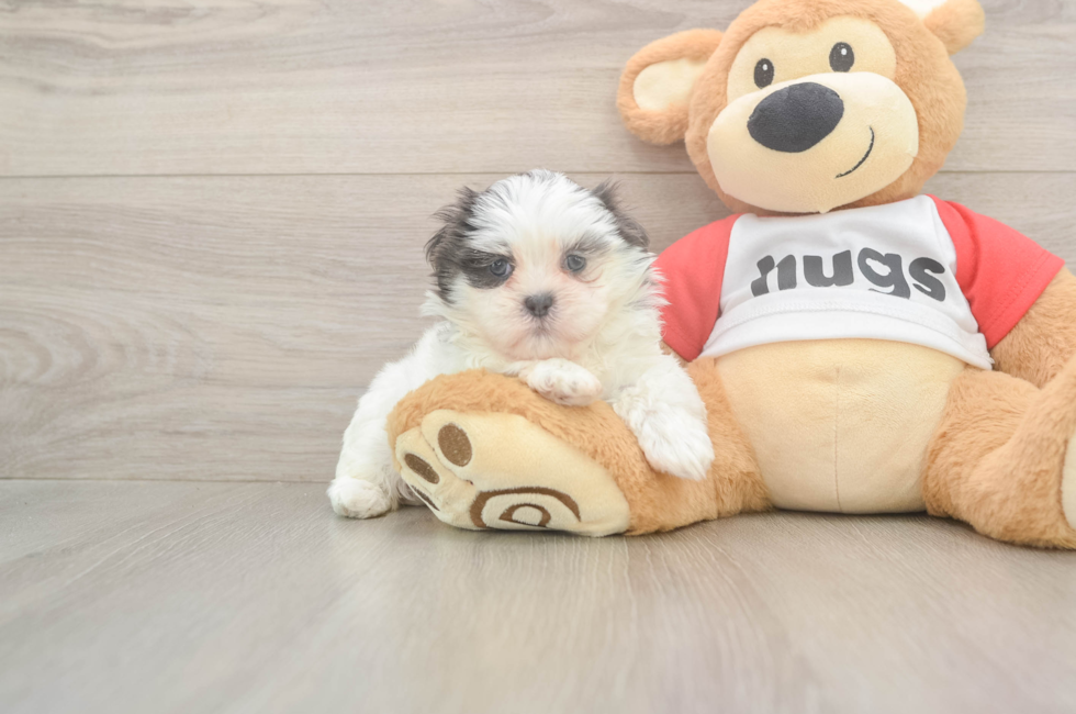 6 week old Teddy Bear Puppy For Sale - Simply Southern Pups