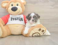8 week old Teddy Bear Puppy For Sale - Simply Southern Pups