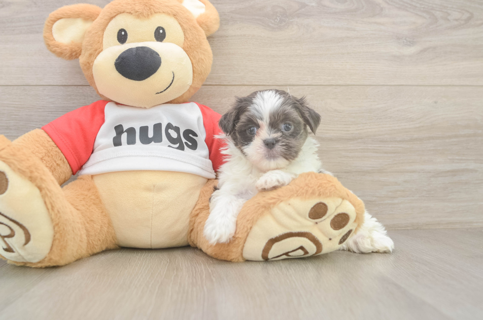 6 week old Teddy Bear Puppy For Sale - Simply Southern Pups