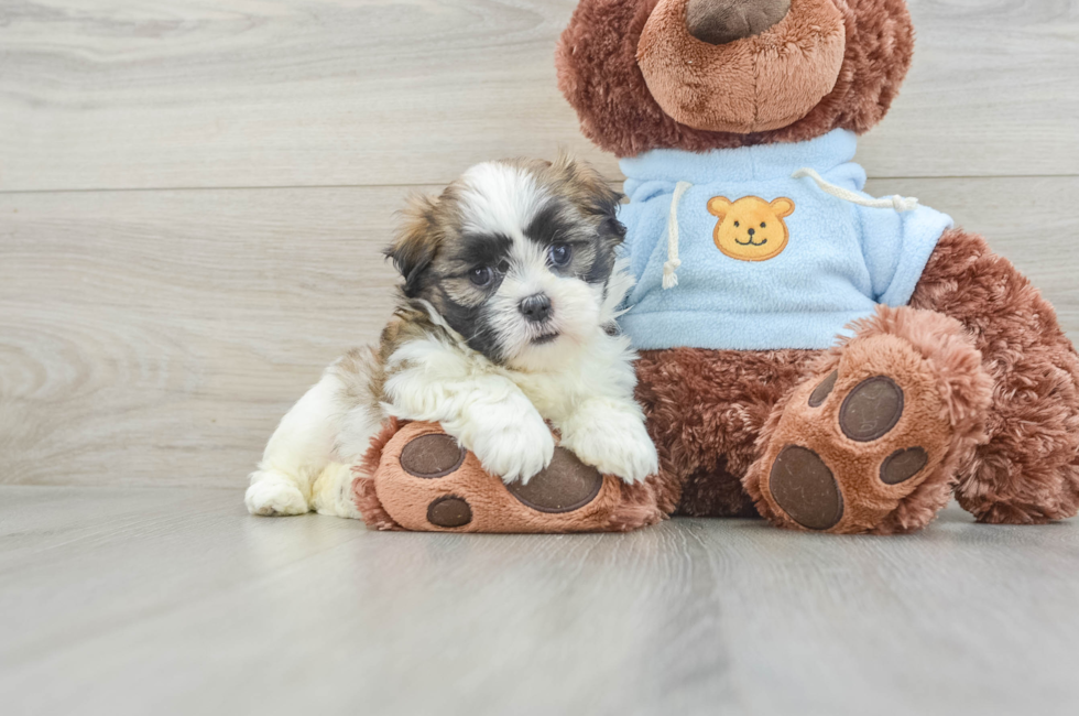 7 week old Teddy Bear Puppy For Sale - Simply Southern Pups