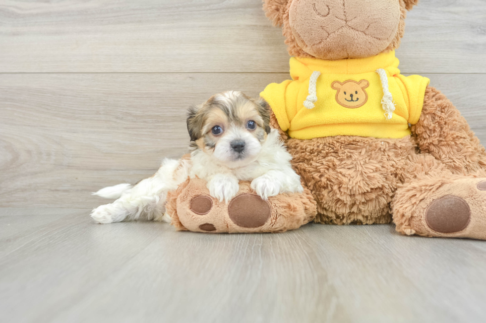 Teddy Bear Pup Being Cute