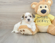 9 week old Teddy Bear Puppy For Sale - Simply Southern Pups