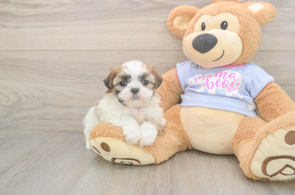 5 week old Teddy Bear Puppy For Sale - Simply Southern Pups
