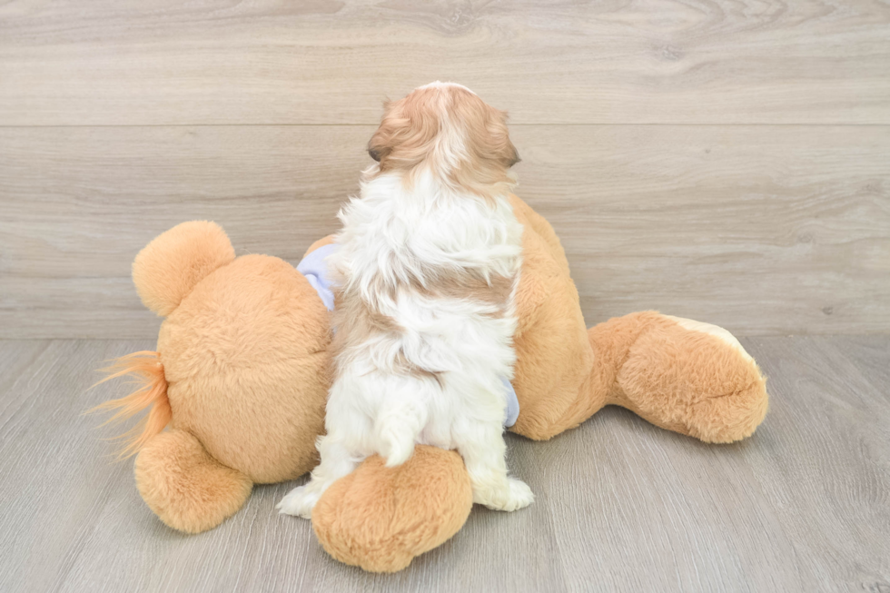 Energetic Shichon Designer Puppy