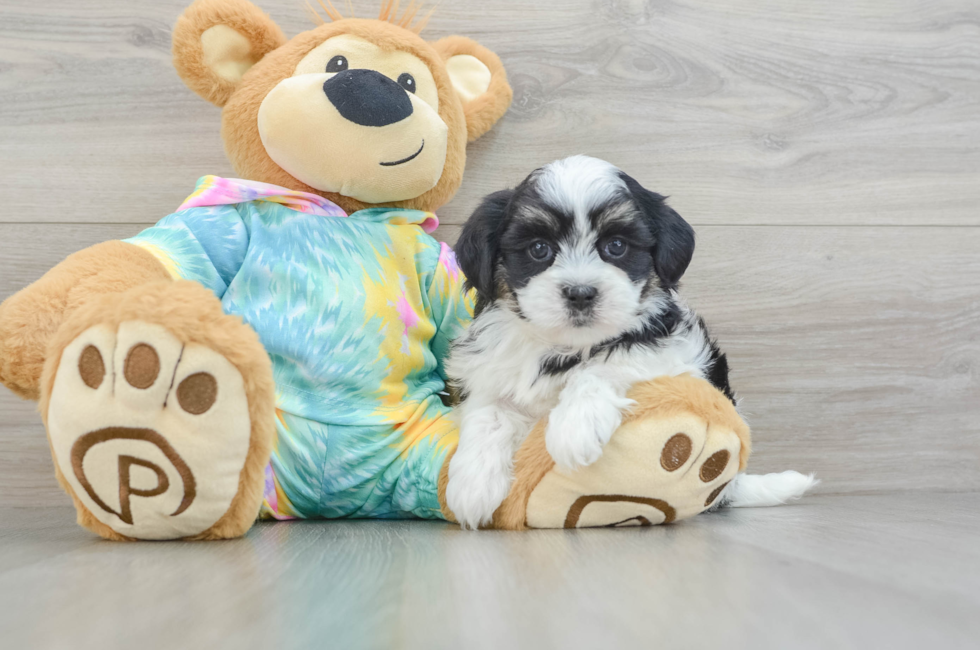 5 week old Teddy Bear Puppy For Sale - Simply Southern Pups