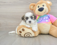 6 week old Teddy Bear Puppy For Sale - Simply Southern Pups
