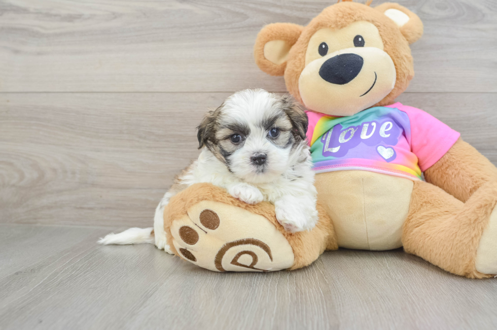 6 week old Teddy Bear Puppy For Sale - Simply Southern Pups