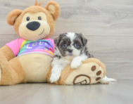 7 week old Teddy Bear Puppy For Sale - Simply Southern Pups