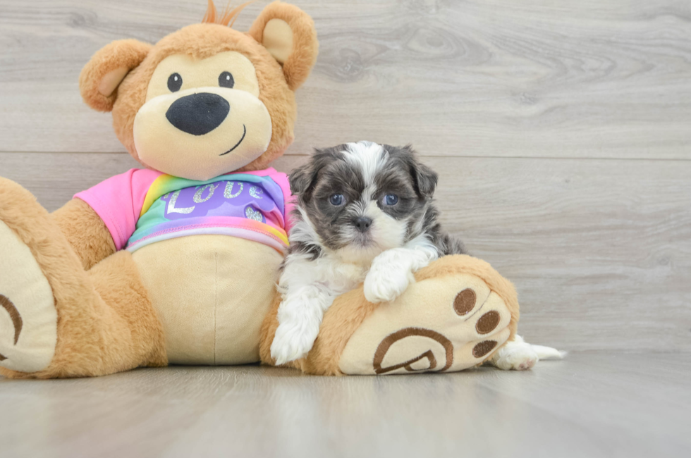 7 week old Teddy Bear Puppy For Sale - Simply Southern Pups