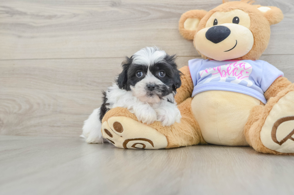 7 week old Teddy Bear Puppy For Sale - Simply Southern Pups