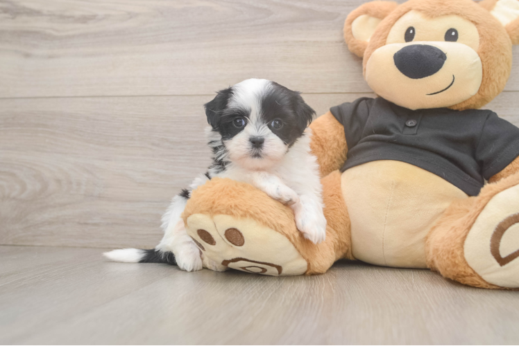 Teddy Bear Pup Being Cute