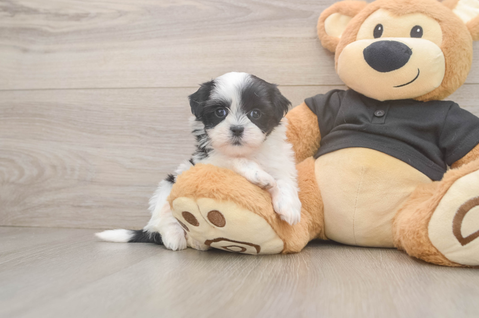 7 week old Teddy Bear Puppy For Sale - Simply Southern Pups