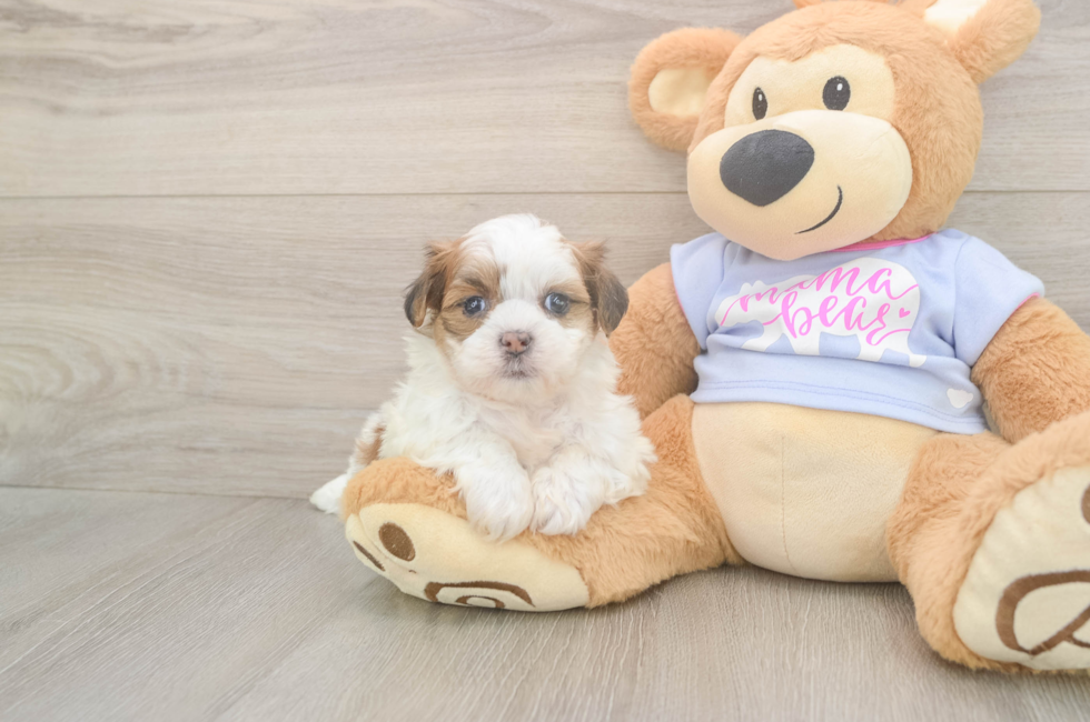 6 week old Teddy Bear Puppy For Sale - Simply Southern Pups