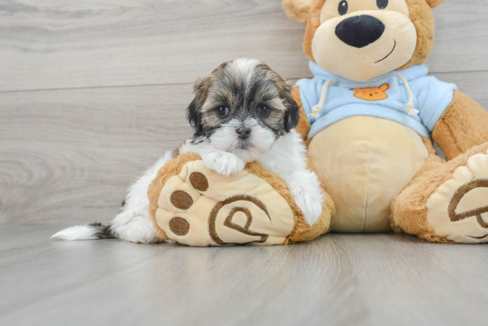 Cute Teddy Bear Marty: 2lb 4oz Designer Puppy