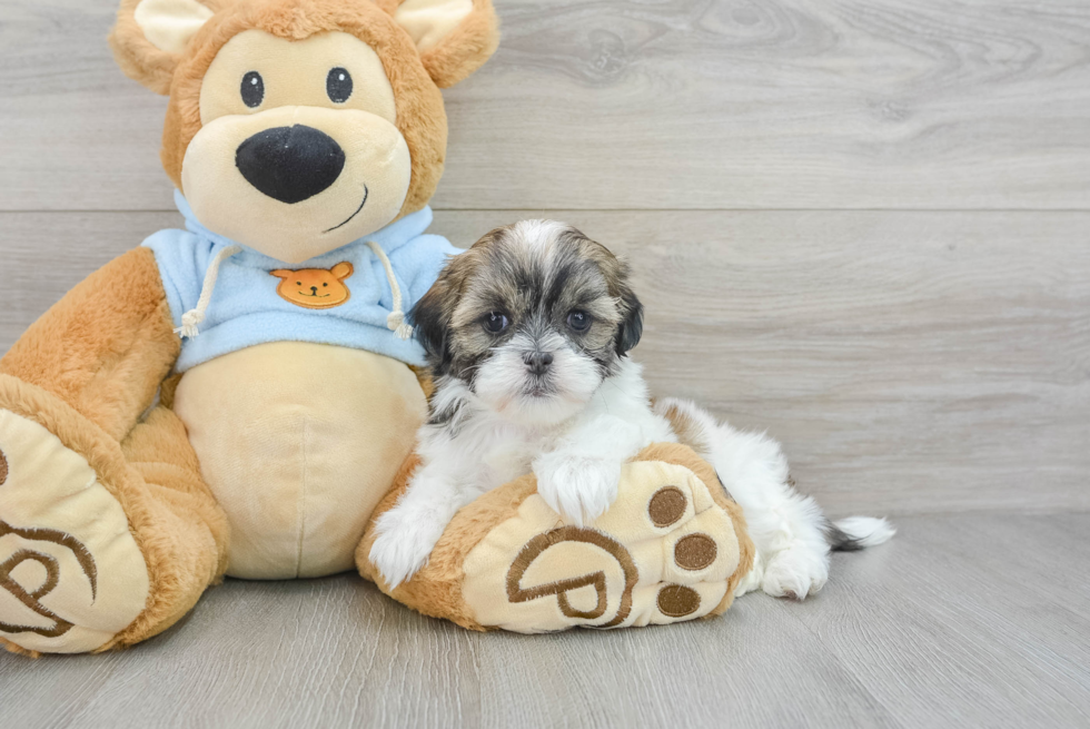 Cute Teddy Bear Marty: 2lb 4oz Designer Puppy