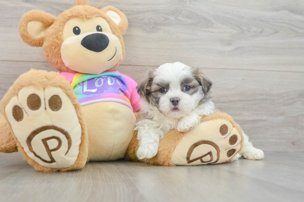 6 week old Teddy Bear Puppy For Sale - Simply Southern Pups
