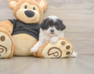 7 week old Teddy Bear Puppy For Sale - Simply Southern Pups