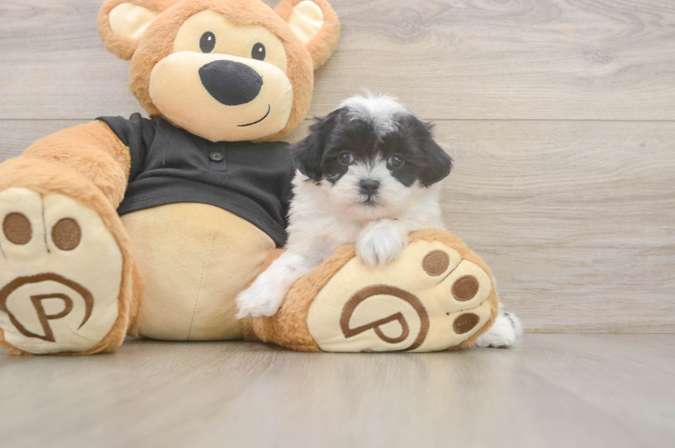 7 week old Teddy Bear Puppy For Sale - Simply Southern Pups