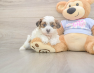 8 week old Teddy Bear Puppy For Sale - Simply Southern Pups