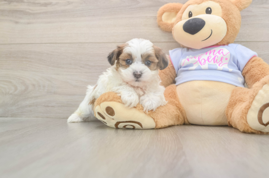 5 week old Teddy Bear Puppy For Sale - Simply Southern Pups Friendly Teddy Bear Baby