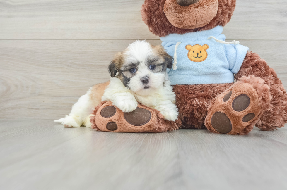 7 week old Teddy Bear Puppy For Sale - Simply Southern Pups