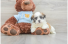 Teddy Bear Puppy for Adoption