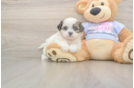 Teddy Bear Puppy for Adoption
