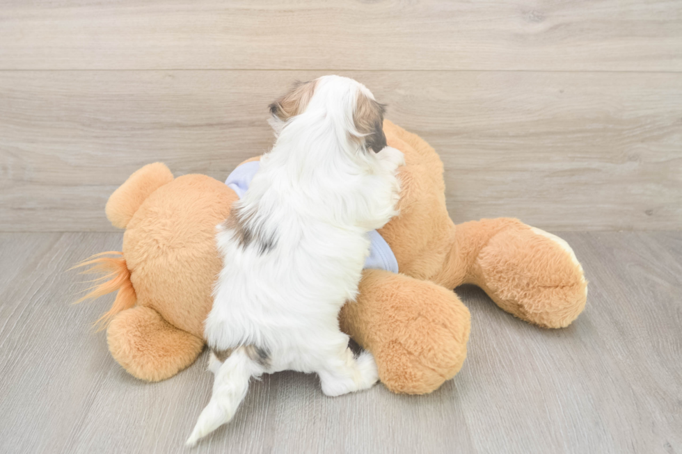 Happy Teddy Bear Baby