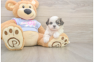 Playful Shitzu Designer Puppy