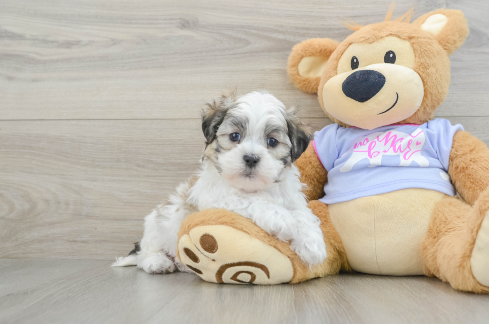 6 week old Teddy Bear Puppy For Sale - Simply Southern Pups