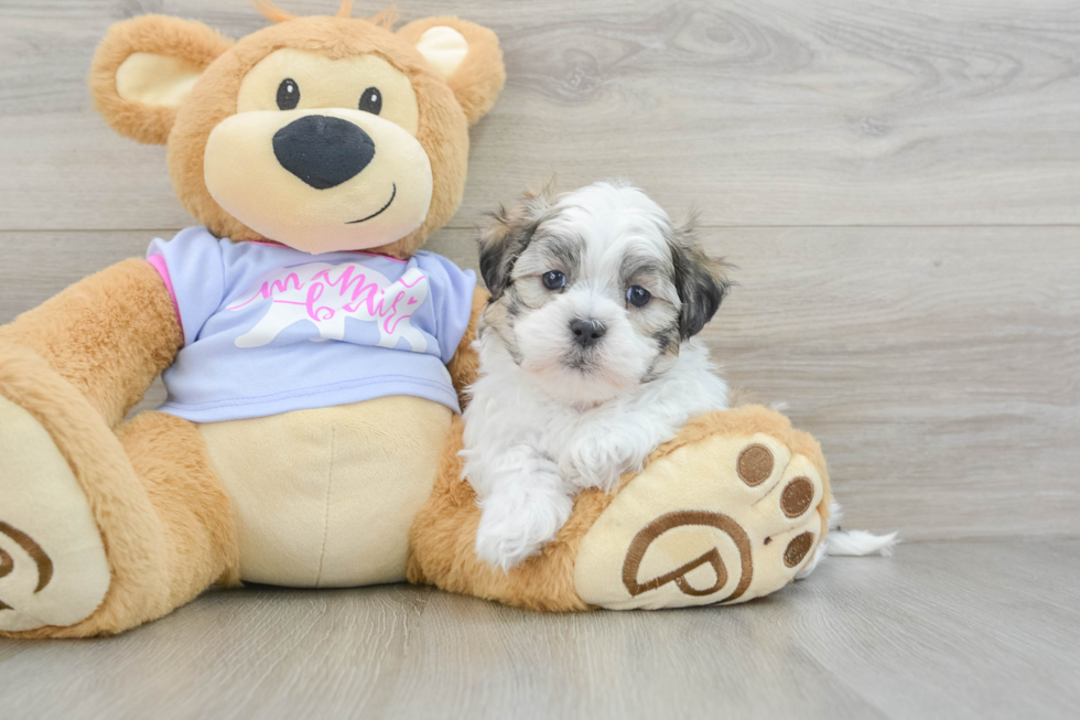 Cute Teddy Bear Baby