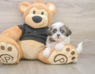 7 week old Teddy Bear Puppy For Sale - Simply Southern Pups