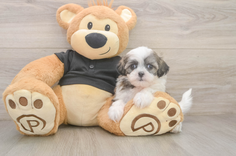 7 week old Teddy Bear Puppy For Sale - Simply Southern Pups