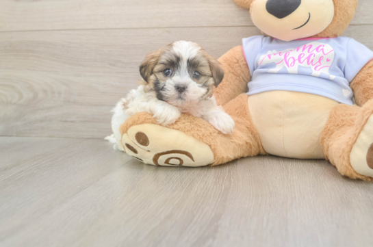 5 week old Teddy Bear Puppy For Sale - Simply Southern Pups Best Teddy Bear Baby