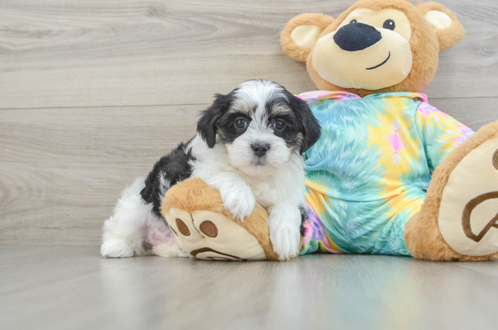 5 week old Teddy Bear Puppy For Sale - Simply Southern Pups