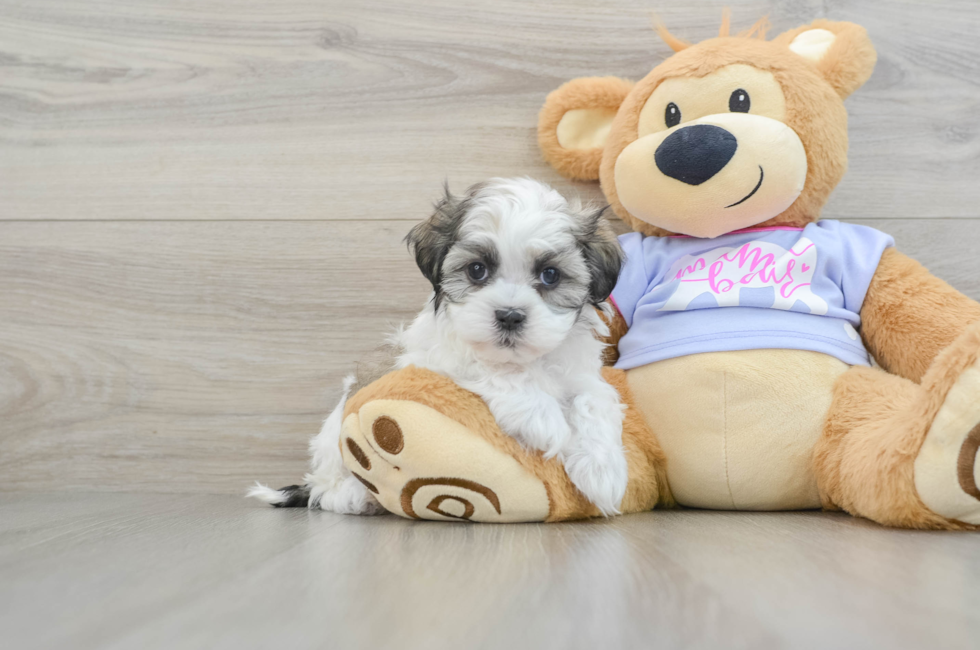 8 week old Teddy Bear Puppy For Sale - Simply Southern Pups