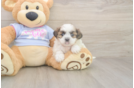 Teddy Bear Puppy for Adoption