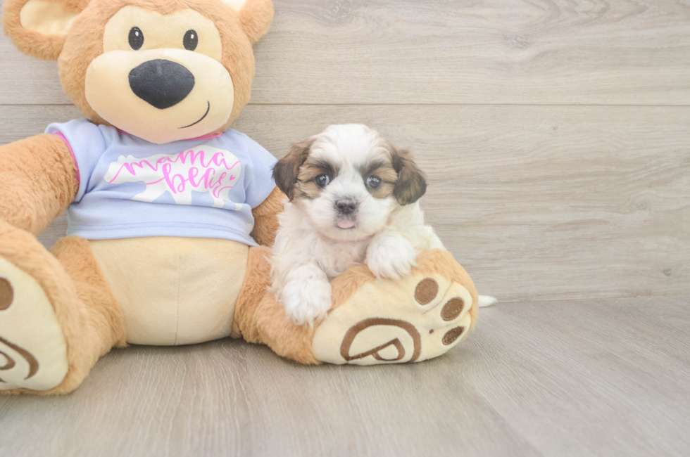 5 week old Teddy Bear Puppy For Sale - Simply Southern Pups