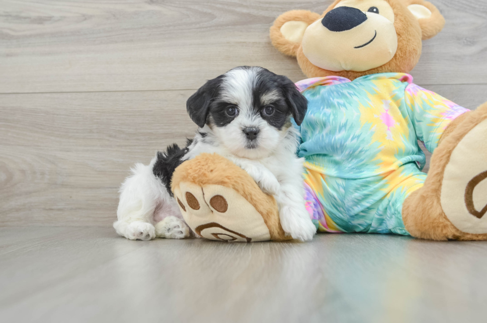 5 week old Teddy Bear Puppy For Sale - Simply Southern Pups