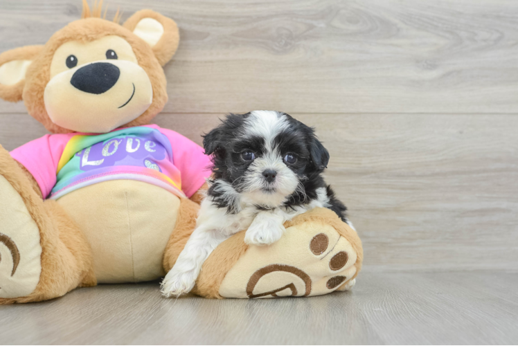 Playful Shit Designer Puppy