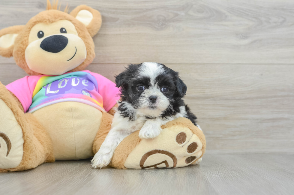 6 week old Teddy Bear Puppy For Sale - Simply Southern Pups