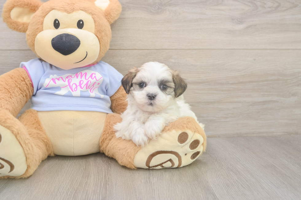 Smart Teddy Bear Designer Pup
