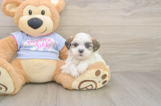 5 week old Teddy Bear Puppy For Sale - Simply Southern Pups Smart Teddy Bear Designer Pup